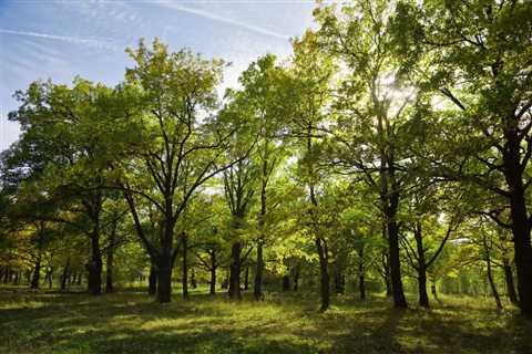 THE ROLE OF TREES IN IMPROVING AIR QUALITY IN URBAN AREAS