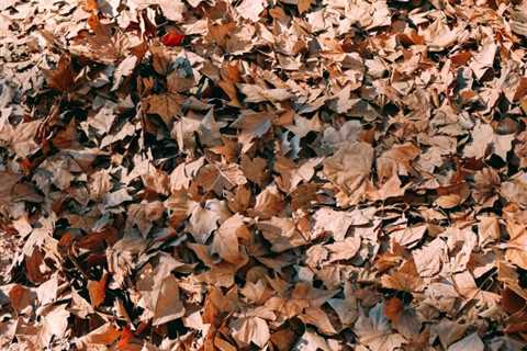 UNDERSTANDING THE DIFFERENT TYPES OF TREE MULCH