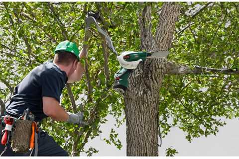 BEST PRACTICES FOR MANAGING TREE LIMBS NEAR ROOF LINES