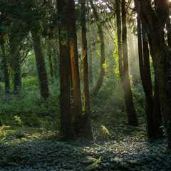 THE SCIENCE BEHIND HOW TREES ABSORB CARBON DIOXIDE